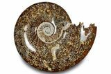 Polished Ammonite (Cleoniceras) Fossil - Madagascar #283289-1